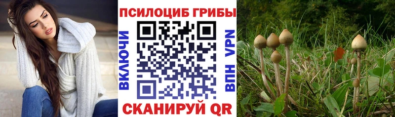 Псилоцибиновые грибы Psilocybine cubensis  hydra рабочий сайт  Баксан 
